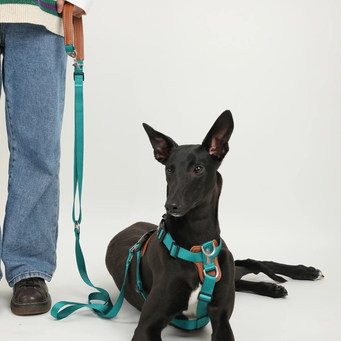 Hands Free Dog Harness Walk Kit