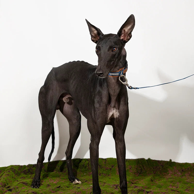 Leather-Stitched Dog Collar