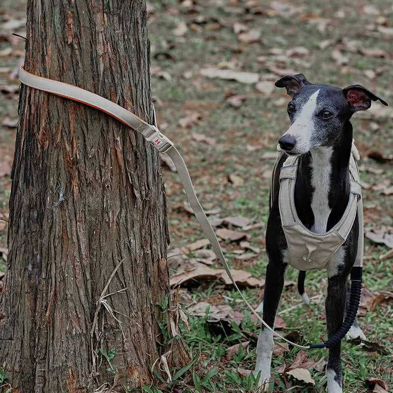 No-Pull Lightweight Dog Harness & Leash Kit