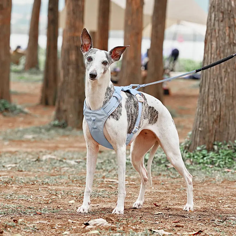 No-Pull Lightweight Dog Harness & Leash Kit