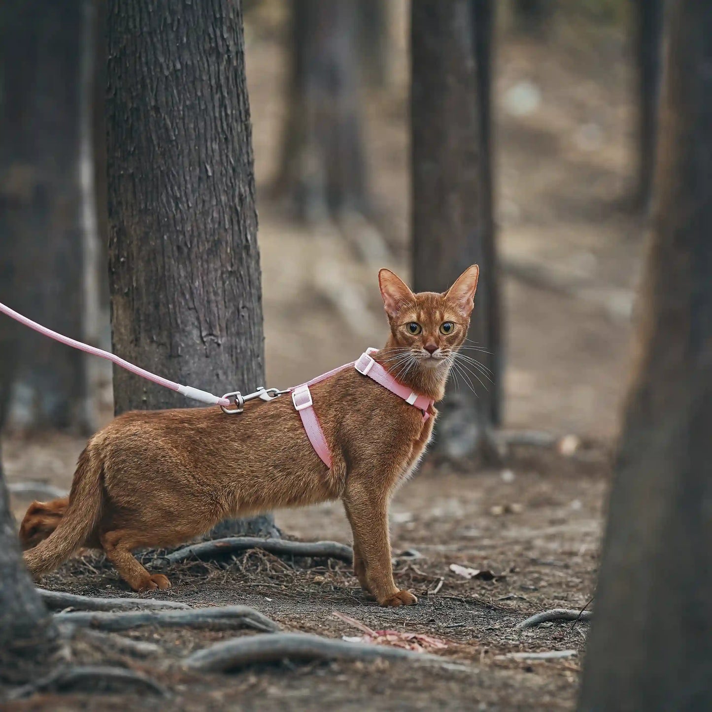 Outdoor Cat