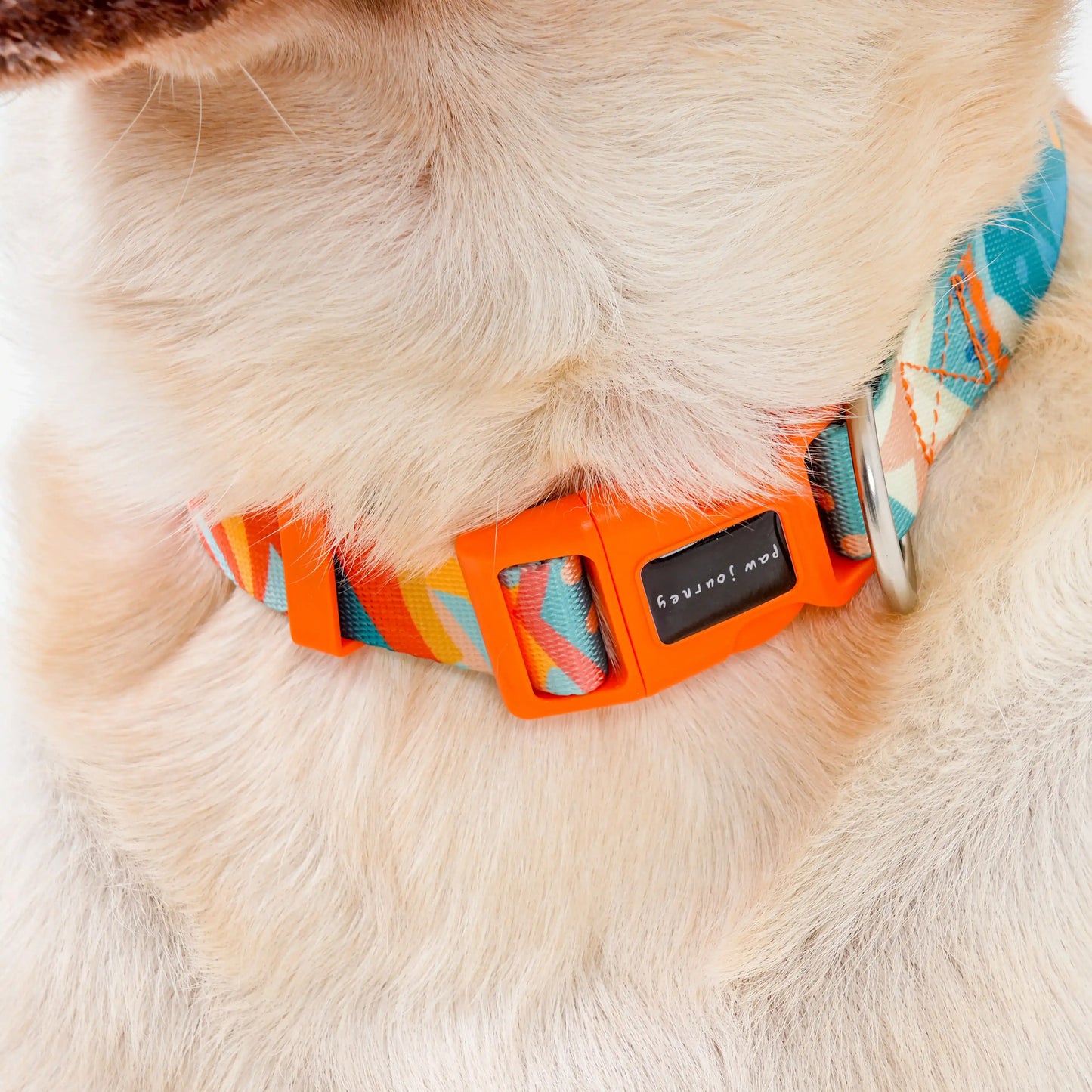 Adjustable Color-Blocked Dog Collar & Leash Kit