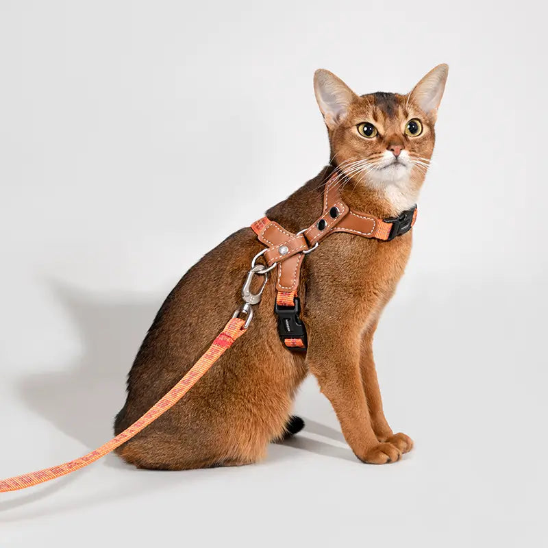 Adjustable Cat Harness & Leash Kit